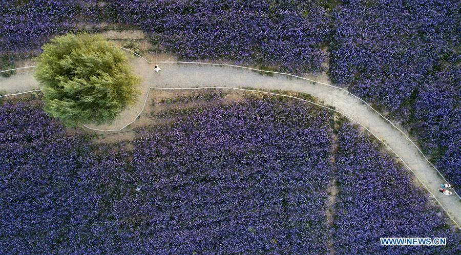 CHINA-NINGXIA-MAOWUSU DESERT-VERVAIN (CN)