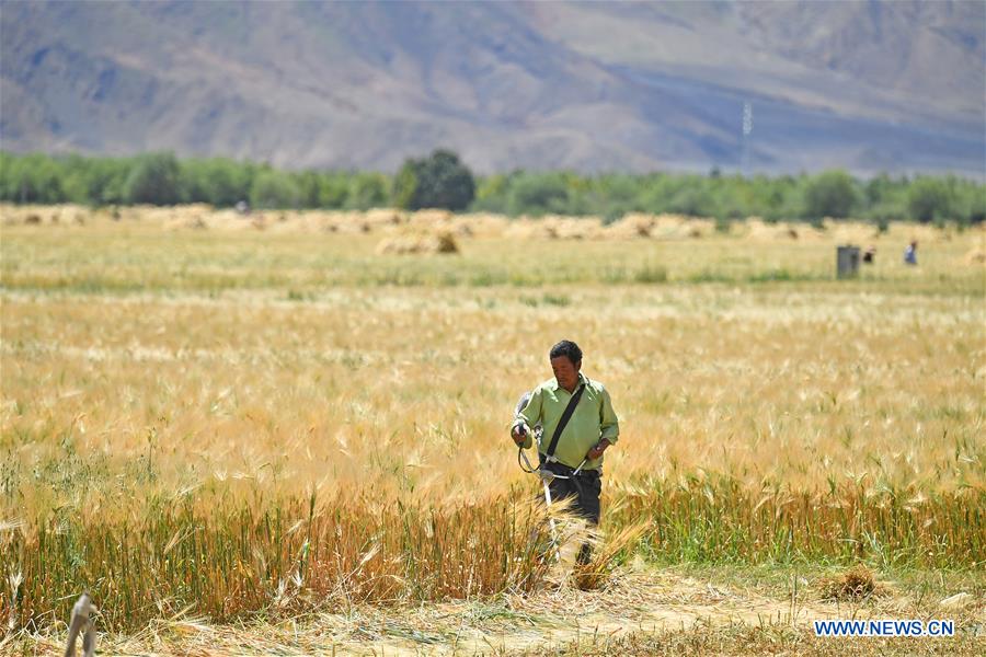 CHINA-TIBET-XIGAZE-HIGHLAND BARLEY-HARVEST (CN)