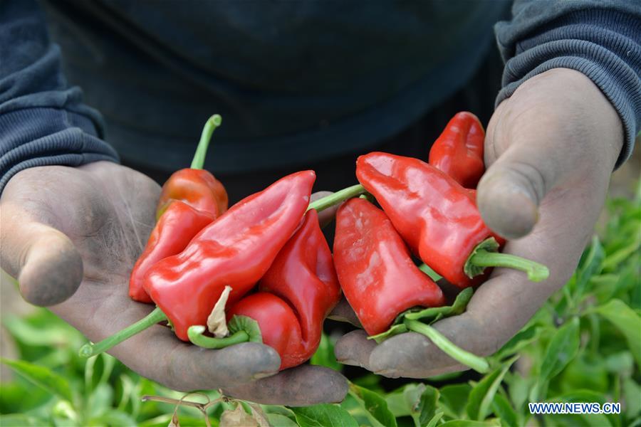 MIDEAST-GAZA-RED CHILI PEPPER