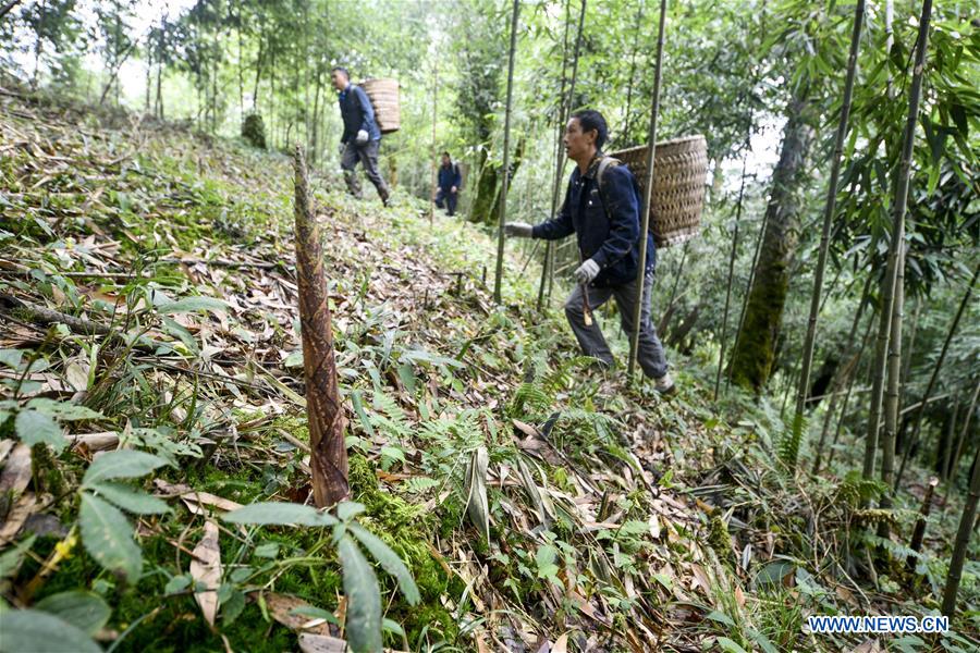 CHINA-CHONGQING-NANCHUAN-BAMBOO SHOOTS-COLLECTOR (CN)