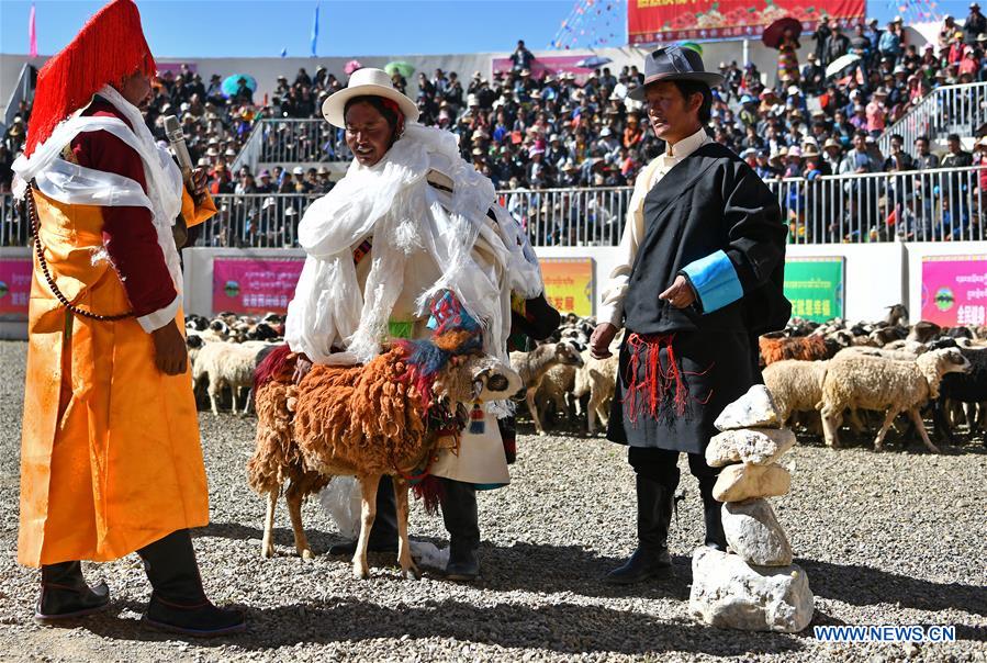 (InTibet)CHINA-TIBET-XIGAZE-SHEEP SHOW (CN)