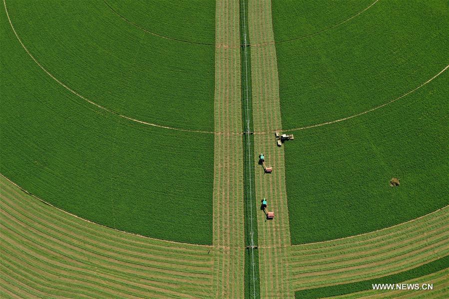 CHINA-INNER MONGOLIA-AR HORQIN-ALFALFA PASTURE (CN)