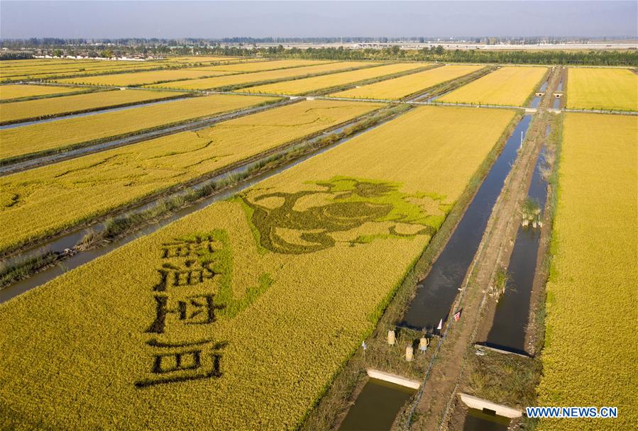 CHINA-NINGXIA-PADDY ART (CN)