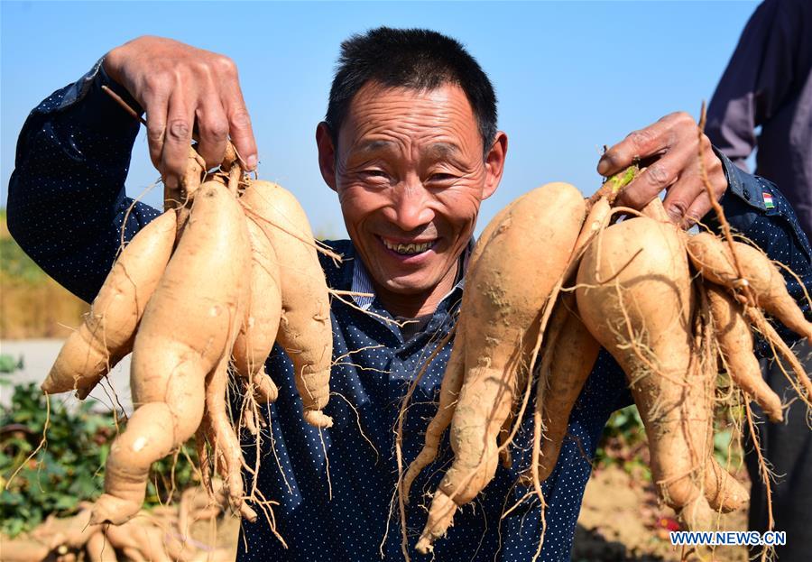 #CHINA-HARVEST FESTIVAL-CELEBRATION (CN)