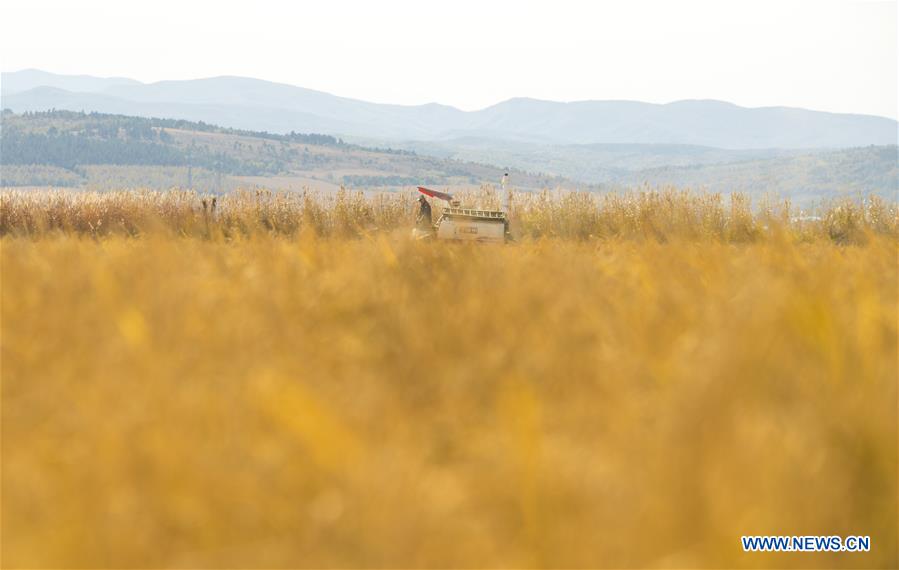 CHINA-JILIN-RICE HARVEST (CN)