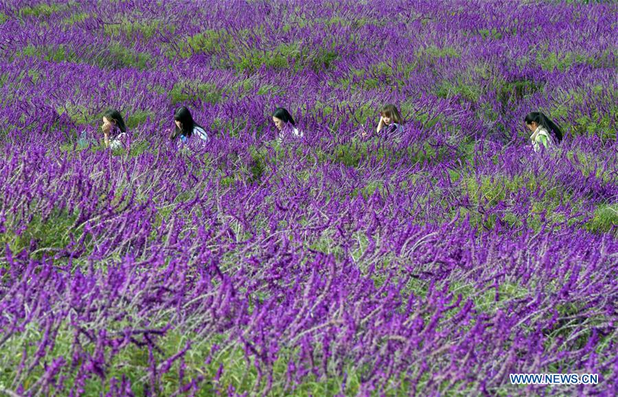 CHINA-YUNNAN-FLOWERS-TOURISM(CN)