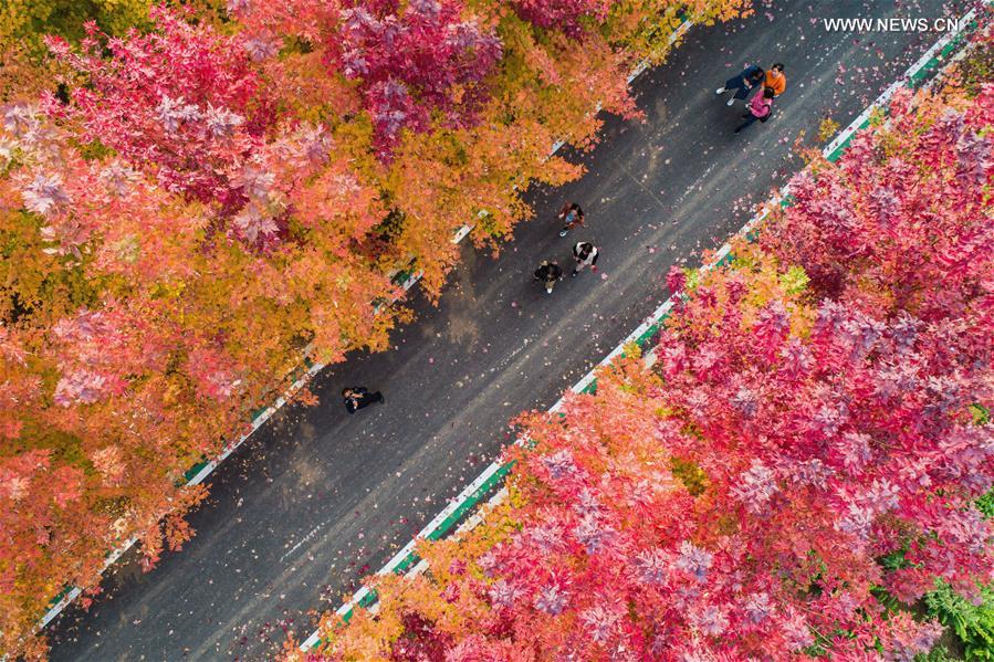 CHINA-HEBEI-HANDAN-MAPLE (CN)