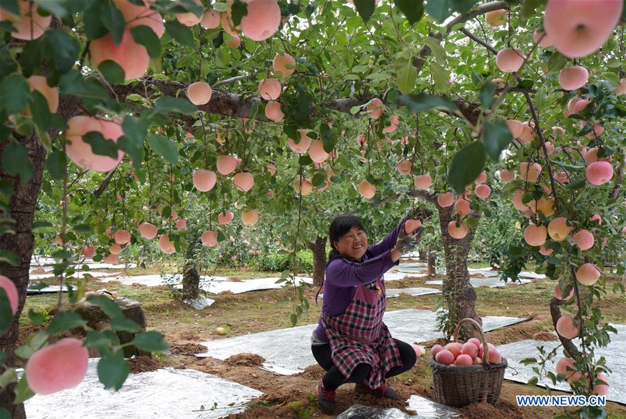 CHINA-HEBEI-APPLE-HARVEST (CN)