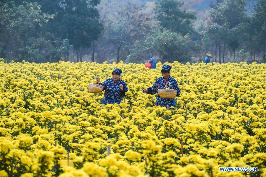 CHINA-ZHEJIANG-CHANGXING-CHRYSANTHEMUM (CN)