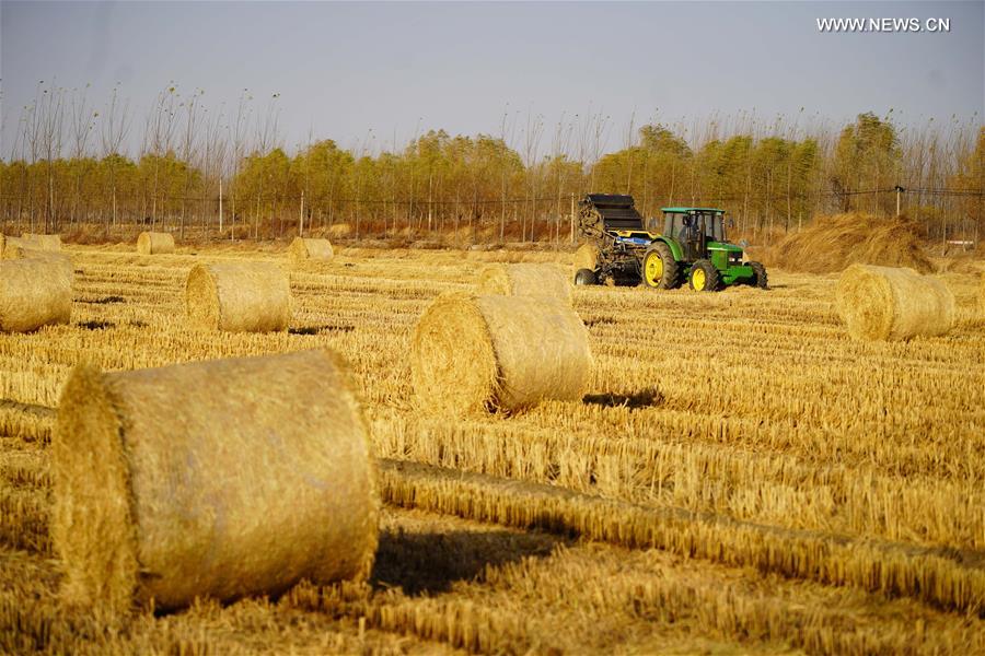 CHINA-HEBEI-CAOFEIDIAN-PACKING STRAW (CN)