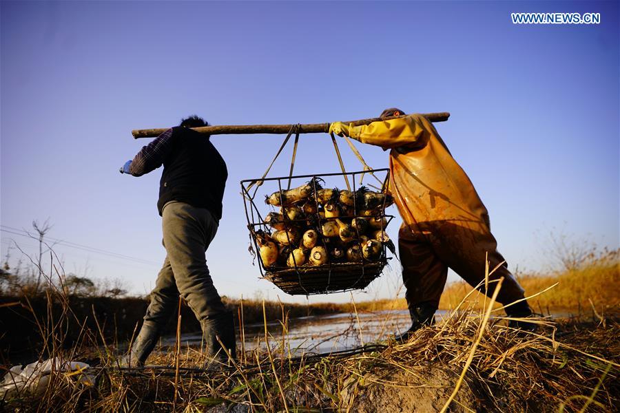 CHINA-HEBEI-CAOFEIDIAN-LOTUS ROOT-HARVEST (CN)