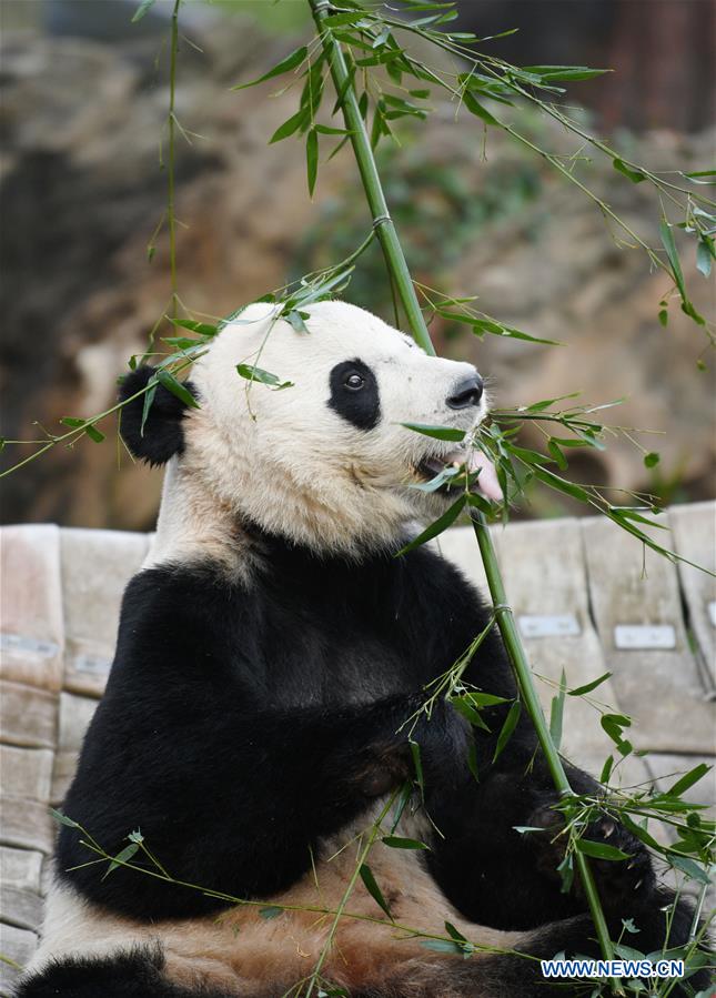 U.S.-WASHINGTON D.C.-CHINA-GIANT PANDA BEI BEI-DEPARTURE