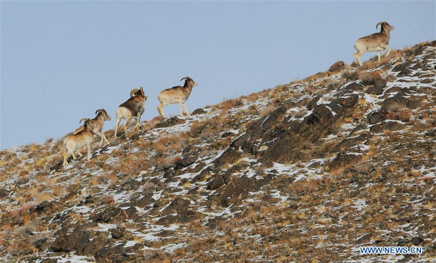 #CHINA-GANSU-GRASSLAND-ANIMALS (CN)