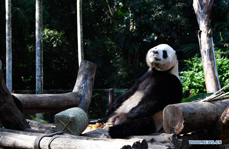 CHINA-HAIKOU-GIANT PANDAS-WINTER ACTIVITY (CN)