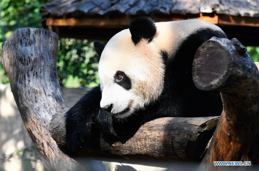 CHINA-HAIKOU-GIANT PANDAS-WINTER ACTIVITY (CN)