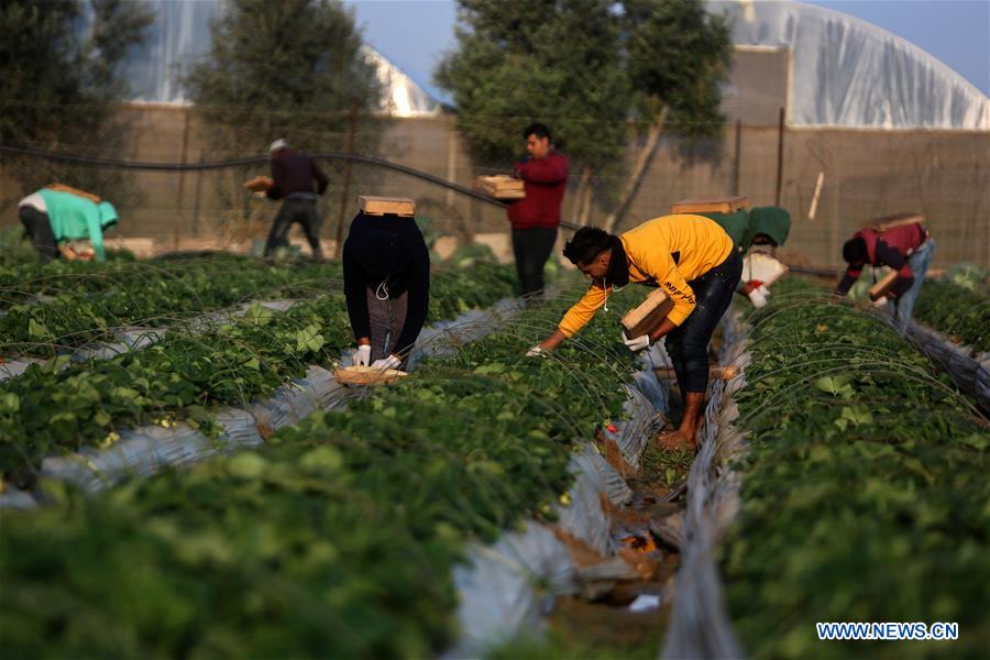 MIDEAST-GAZA-STRAWBERRY-HARVEST