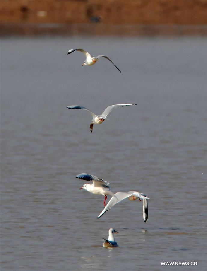 CHINA-JIANGXI-MIGRANT BIRDS-NANJI WETLAND (CN)