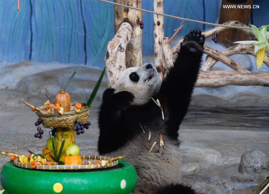 CHINA-HAINAN-HAIKOU-GIANT PANDA (CN)