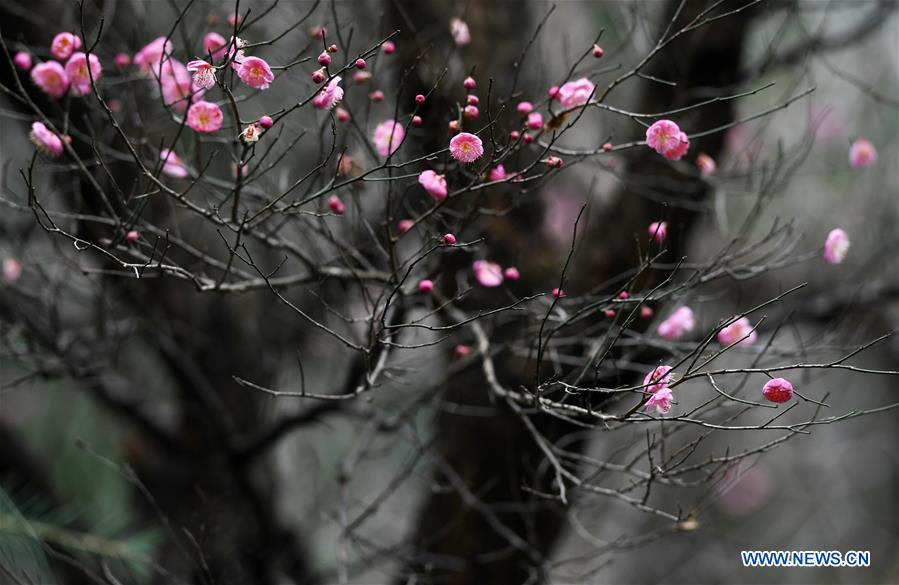 CHINA-GUIZHOU-GUIYANG-FLOWERS (CN)