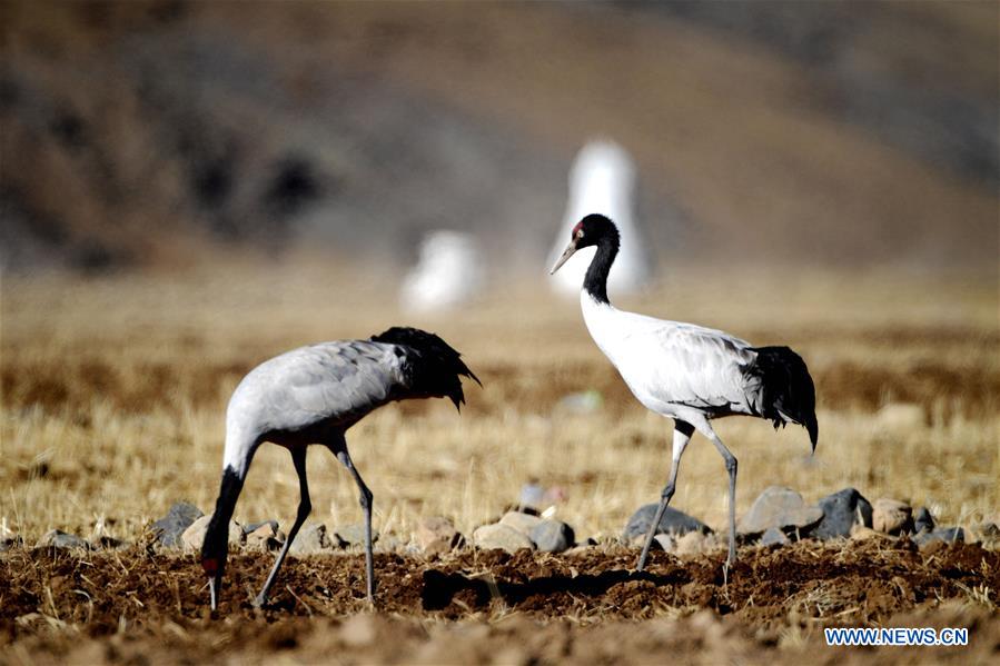 CHINA-TIBET-LHASA-BLACK-NECKED CRANE (CN)