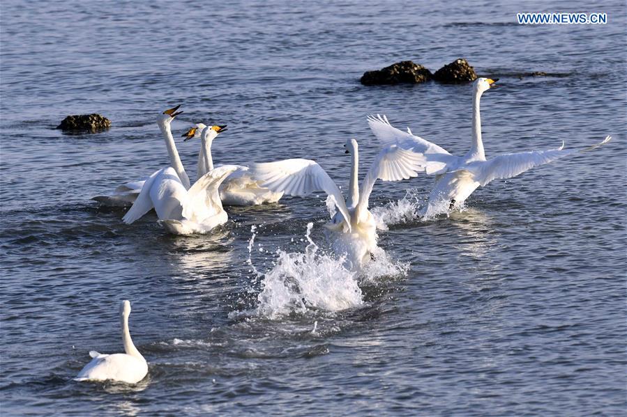 CHINA-SHANDONG-RONGCHENG-WHOOPER SWANS (CN)