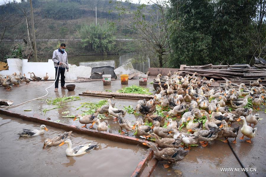 CHINA-CHONGQING-NCP-PREVENTION-POVERTY ALLEVIATION (CN)