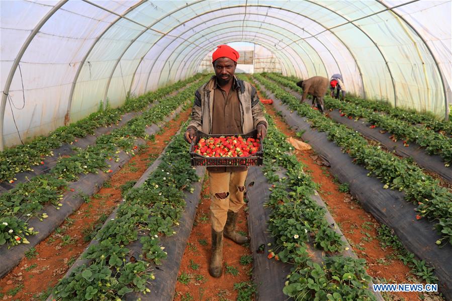 ALGERIA-ALGIERS-STRAWBERRY-FARM