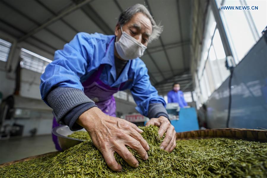 CHINA-CHONGQING-TEA PRODUCTION (CN)