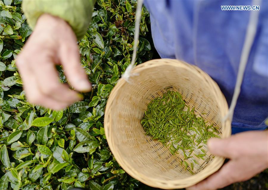 CHINA-CHONGQING-TEA PRODUCTION (CN)