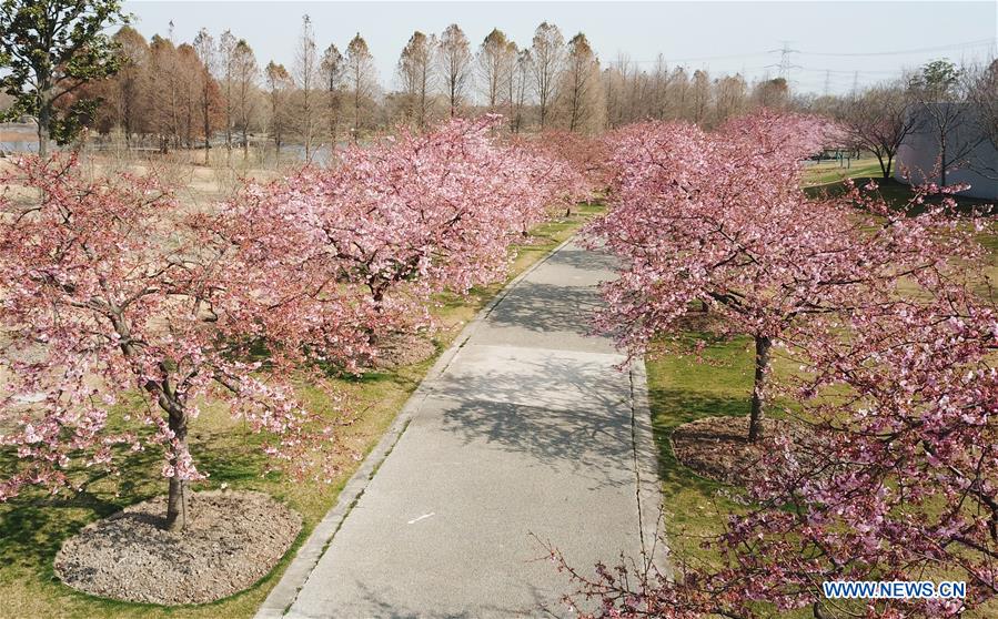 CHINA-SHANGHAI-CHERRY BLOSSOMS (CN)