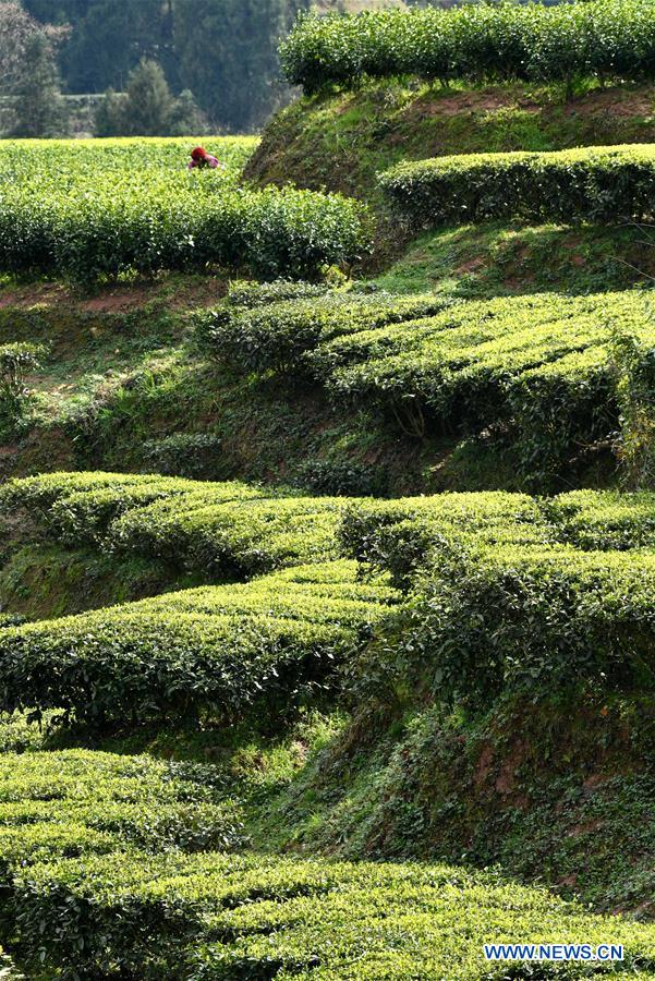 #CHINA-HUBEI-ENSHI-SPRING TEA-PRODUCTION (CN)