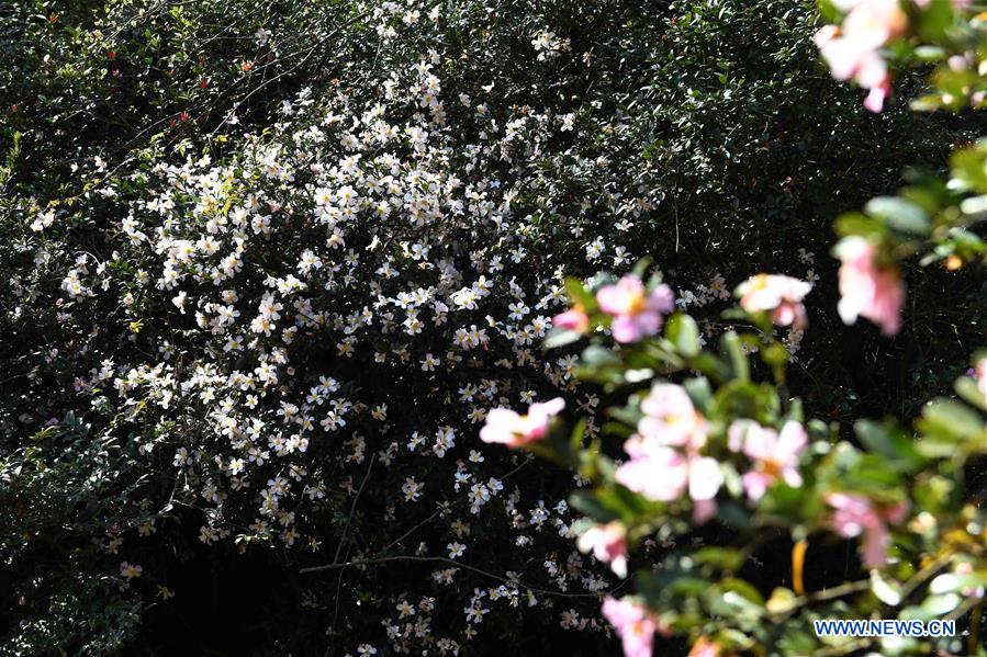 CHINA-YUNNAN-SPRING-FLOWERS (CN)