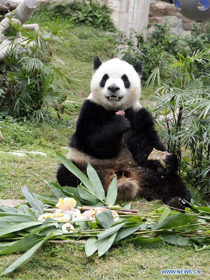 CHINA-MACAO-GIANT PANDAS-BIRTHDAY (CN)