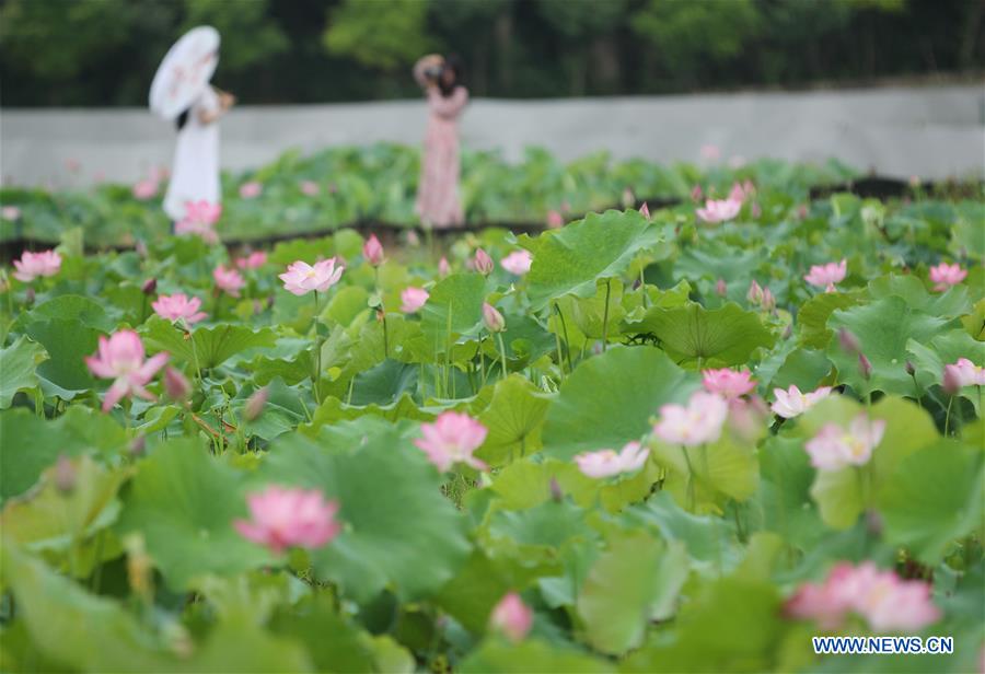 #CHINA-SUMMER-LOTUS (CN)