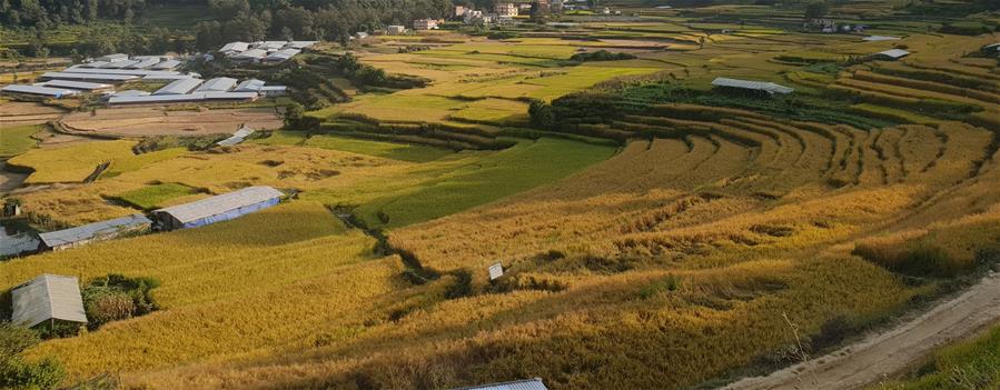 NEPAL-LALITPUR-AGRICULTURE-AUTUMN SEASON-RICE HARVEST