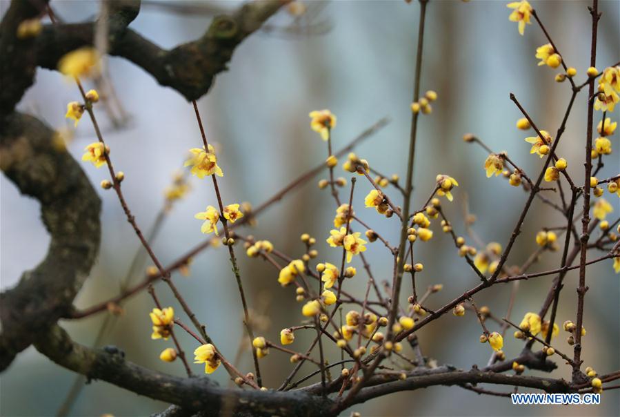 #CHINA-WINTER-PLUM BLOSSOM (CN)