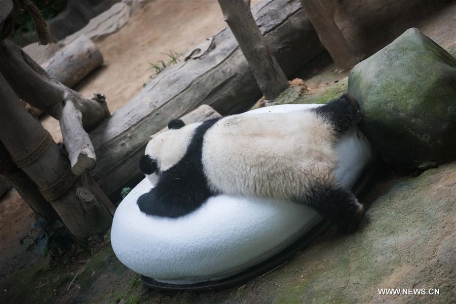 MALAYSIA-KUALA LUMPUR-GIANT PANDA CUB-NAMING-YI YI