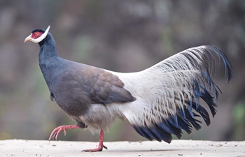 Brown-eared pheasants pictured in north China's Shanxi