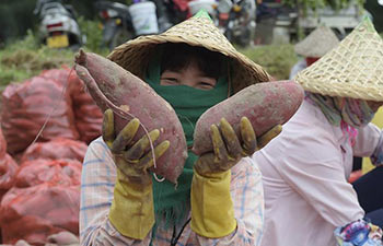 Sweet potatoes harvested in China's Fujian