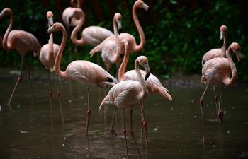 Animals enjoy coolness in rain