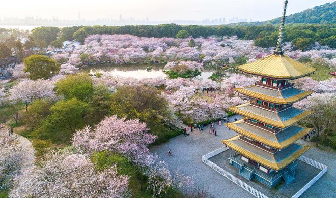 Aerial photos show cherry blossoms at East Lake in Wuhan