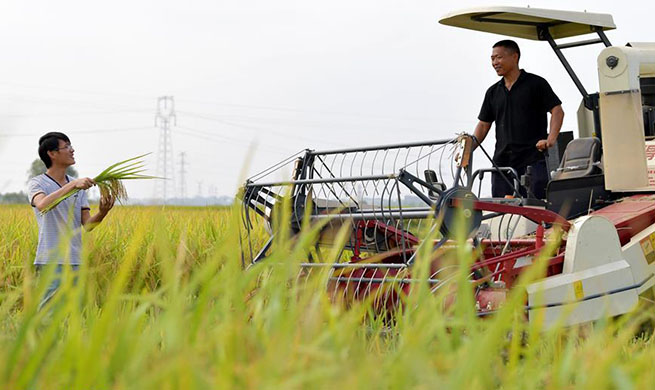 Pic story: rice growers harvest middle-season rice in Nanchang, east China's Jiangxi