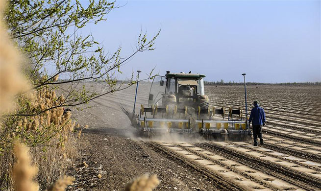 China to see summer grain harvest in large scale