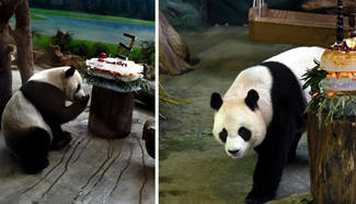 Giant pandas Tuan Tuan, Yuan Yuan enjoy birthday cakes in Taipei