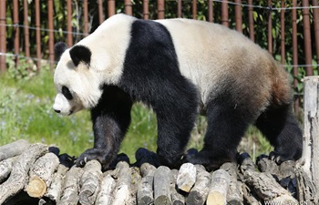 Chinese giant pandas live at Pairi Daiza zoo in western Belgium