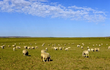 Herds graze on grassland in China's Inner Mongolia