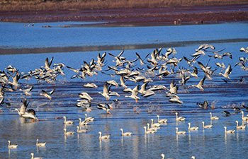 Migrant birds seen at national nature reserve in SW China's Yunnan