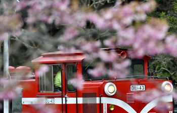 Cherry blossoms seen on Ali Mountain in China's Taiwan