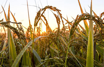 Rice harvested in NW China's Xinjiang