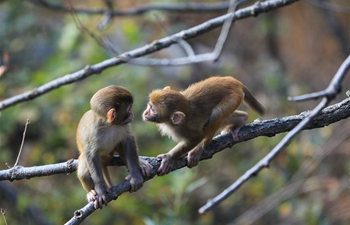 Monkeys play at Huaguo Mountain Scenic Area in Lianyungang, E China